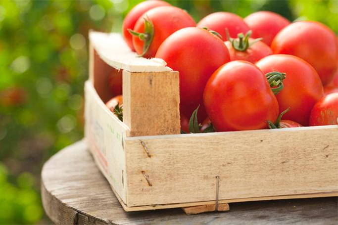 «Elmi-nəzəri pomidor» açıqlaması