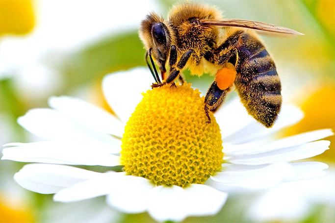 Alimlər arıların səsini dinləyir...