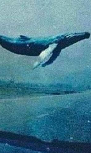 «Mavi balina» təhlükəsi