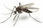Avropada yayılan yeni virus – çikunqunya