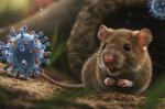 Turist gəmisində hantavirus təşvişi