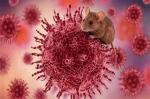 Hantavirus pandemiyaya çevrilə bilərmi?